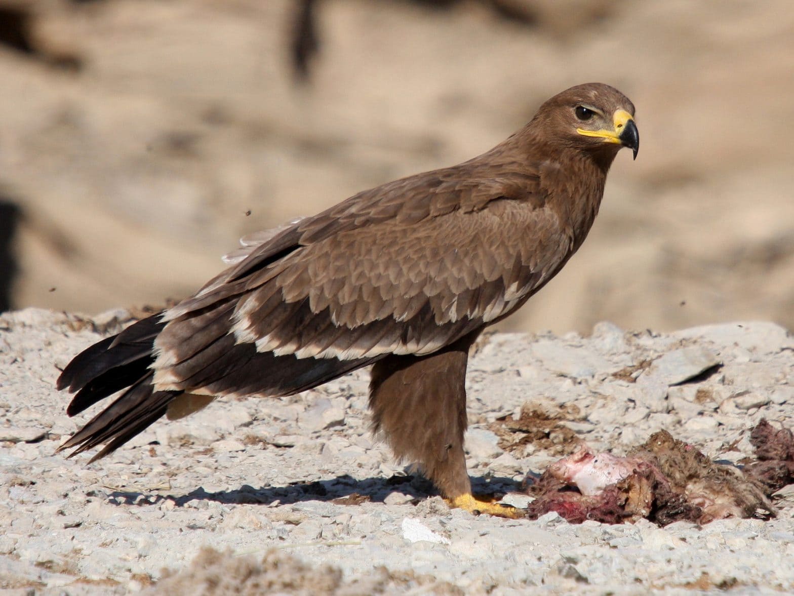 Steppe eagles in care